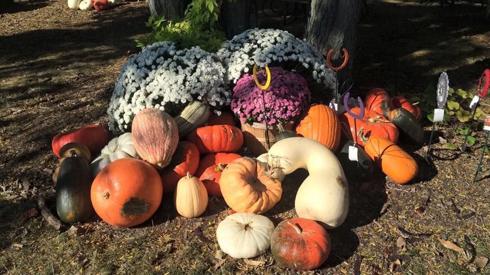 Indian Knoll Pumpkins